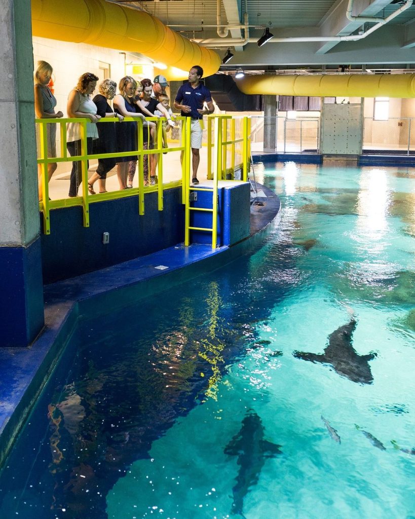 Step Up To OdySea Aquarium's Grandest Exhibit: Shark Waters - OdySea ...