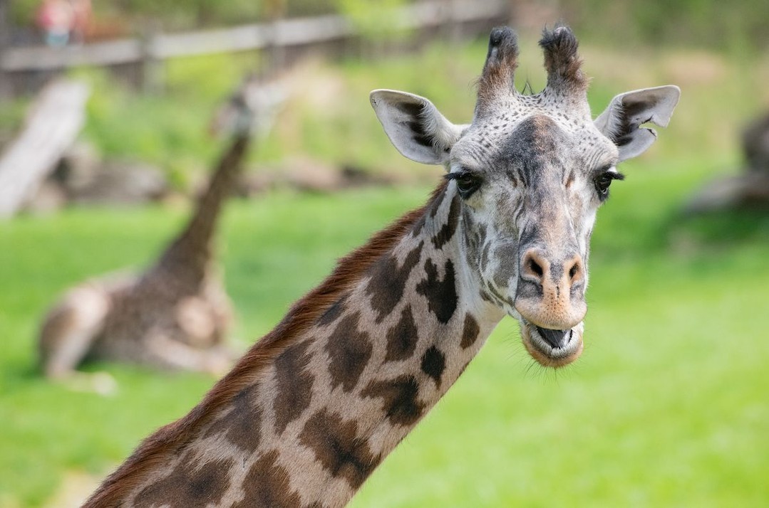 Cleveland Zoo Mourns Passing Of Jhasmin, Beloved Animal - Cleveland Zoo