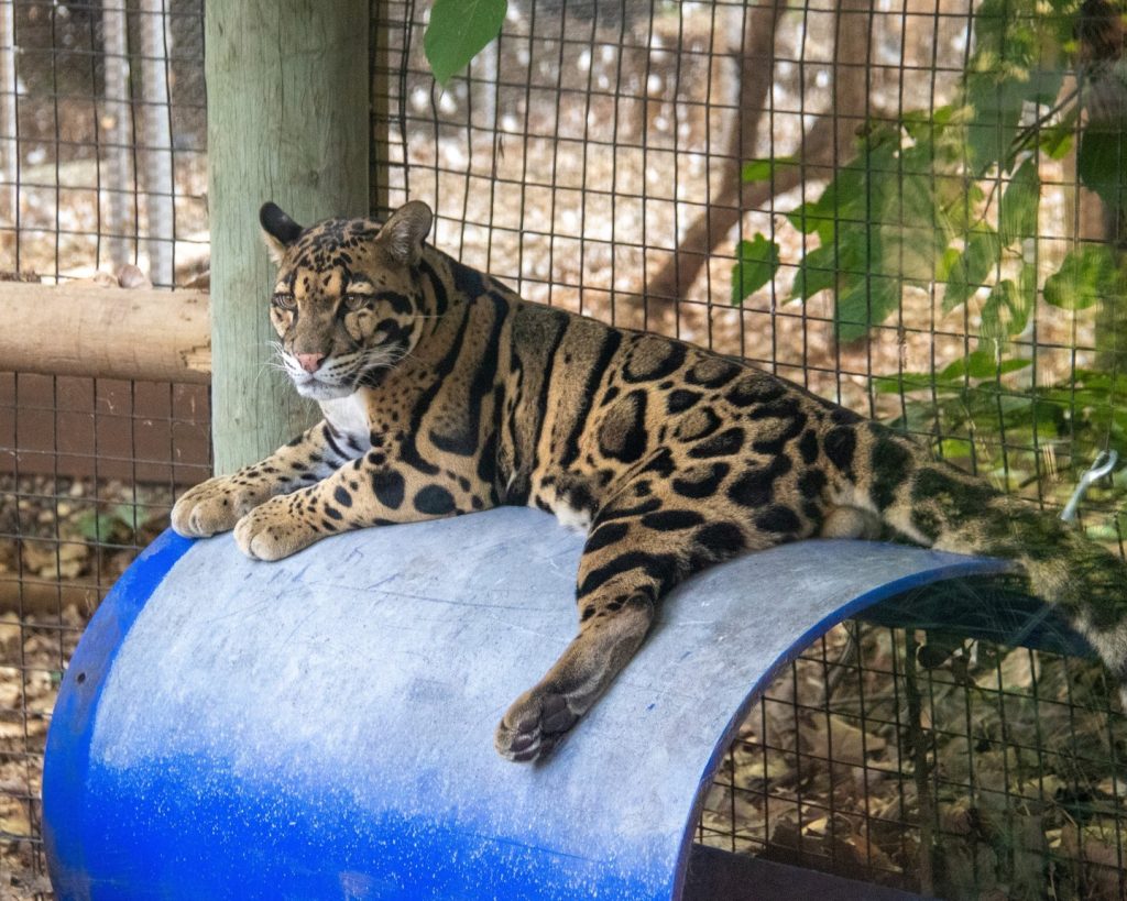 Celebrate Maui on International Clouded Leopard Day! - Zoo Guide