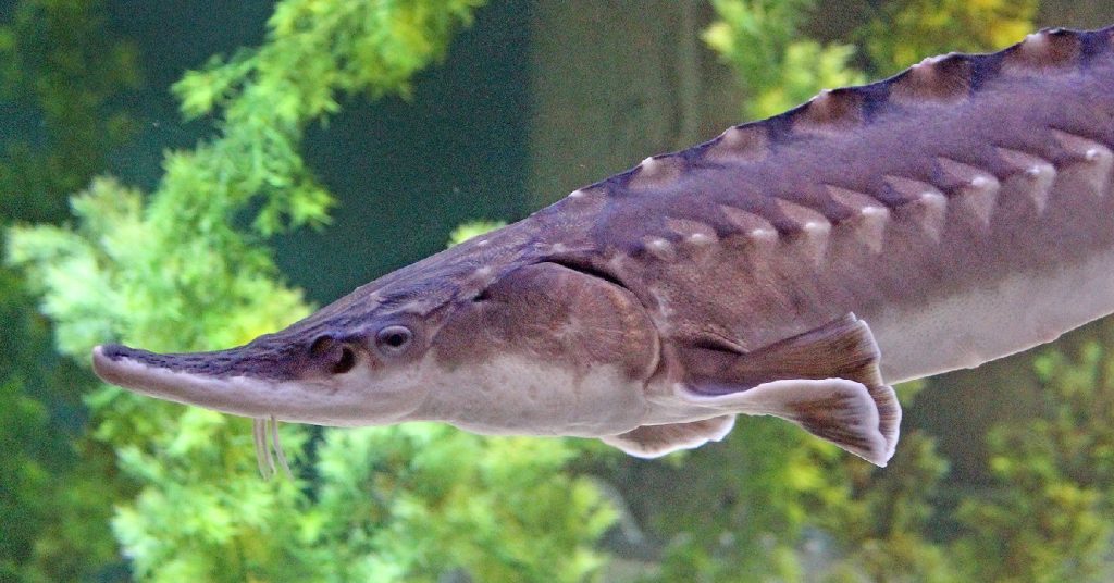 Visit Our New Touch Tank: Up-Close With Atlantic Sturgeon - Maritime ...