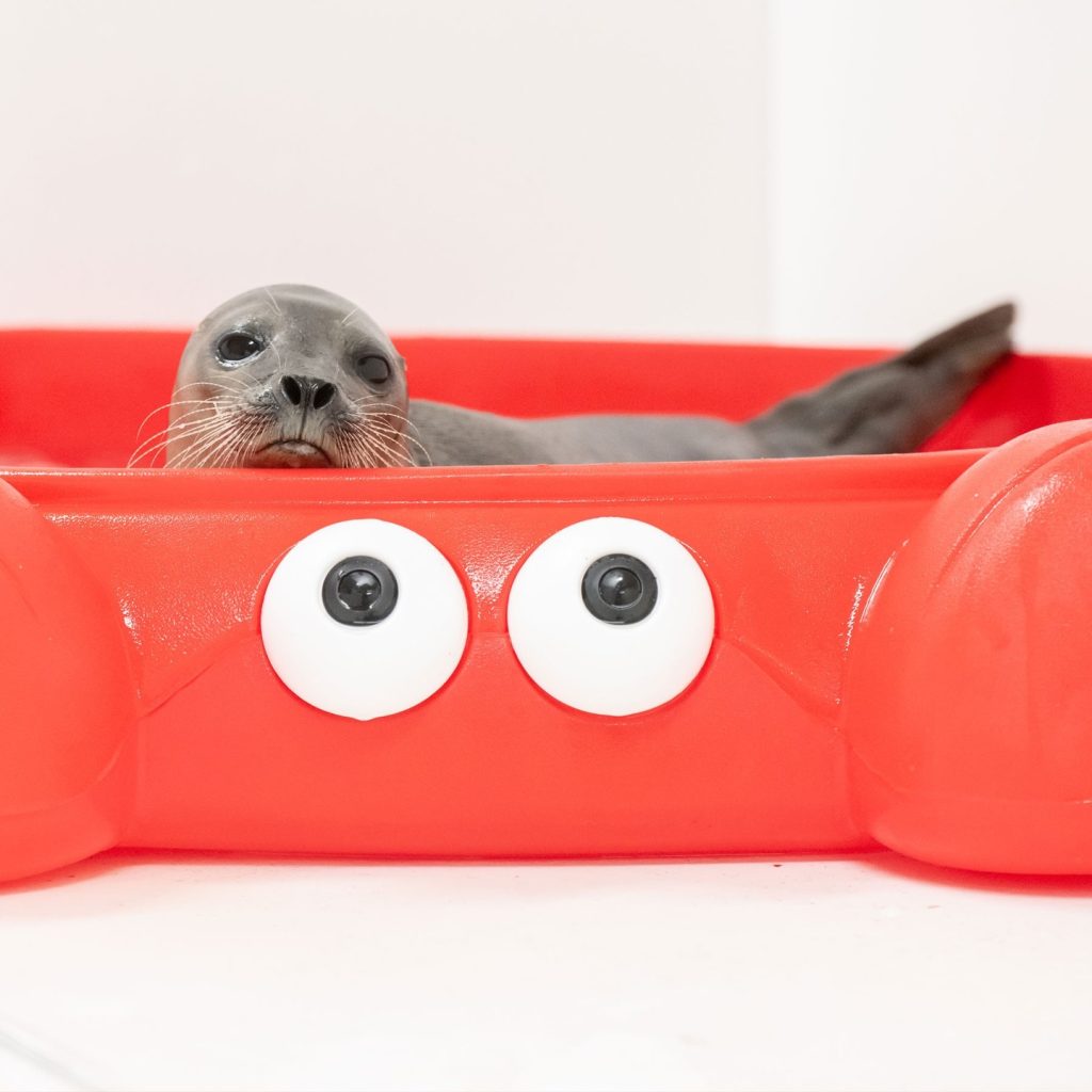 10-years-ago-rescued-seal-at-national-aquarium-underweight-and-weak