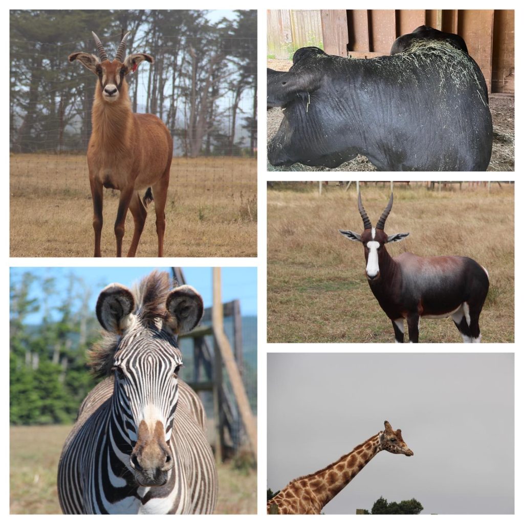 Just A Few Of Our Ungulates: What's An Ungulate? - B. Bryan Preserve ...