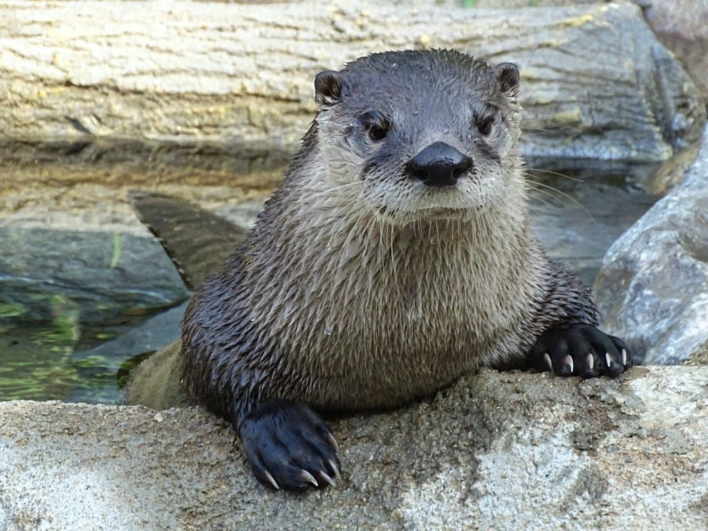 You Otter Know: North American River Otters - Detroit Zoo Zoo Guide