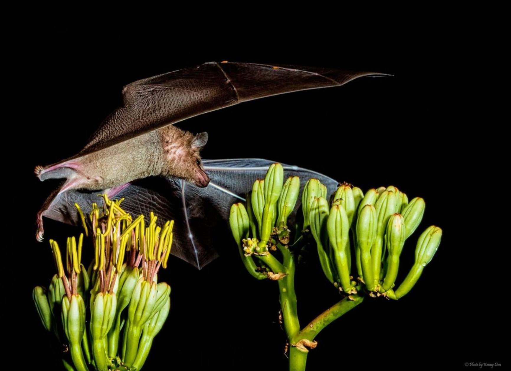 Did You Know Bats Are the Only Flying Mammals? Fly to the Desert Museum