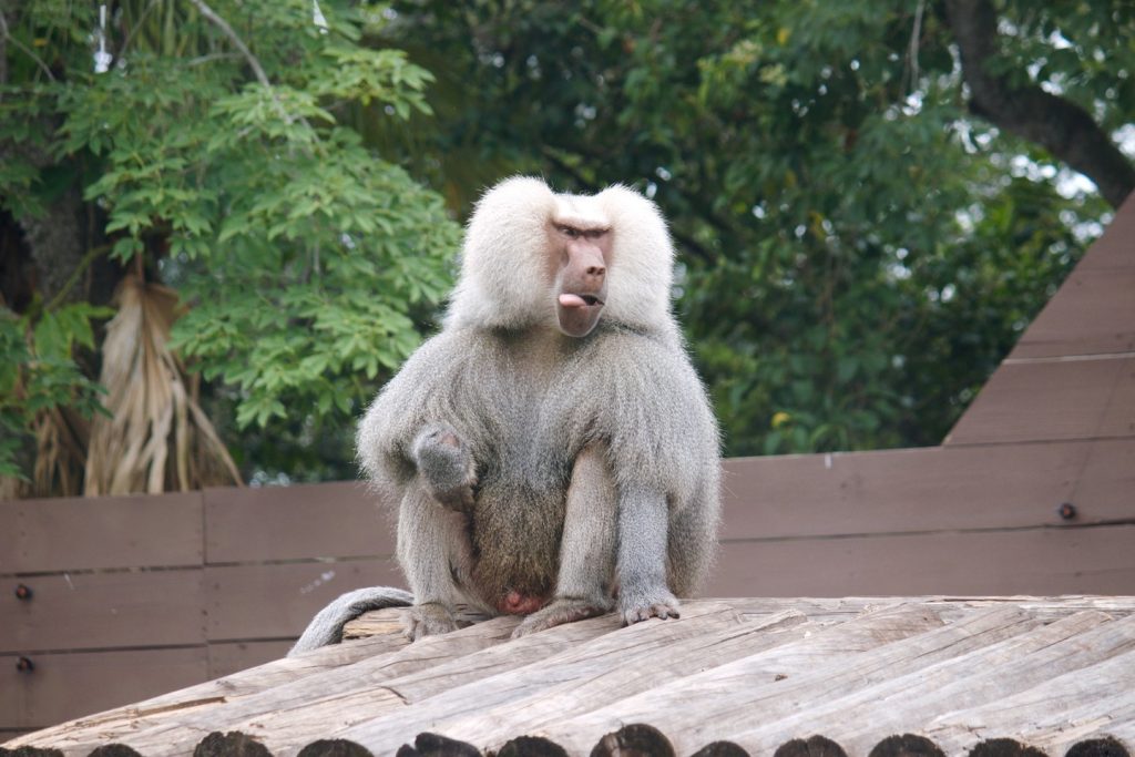 National Tell A Joke Day What's A Flying Primate Called? Zoos USA