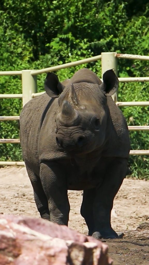 Tumani And Kamara, Eastern Black Rhino Sisters, Shine In Family Time