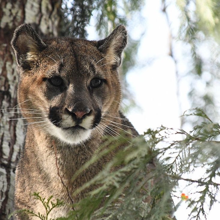 Upcoming Evening Lecture: Olympic Cougar Project! Weds, Aug 16 ...