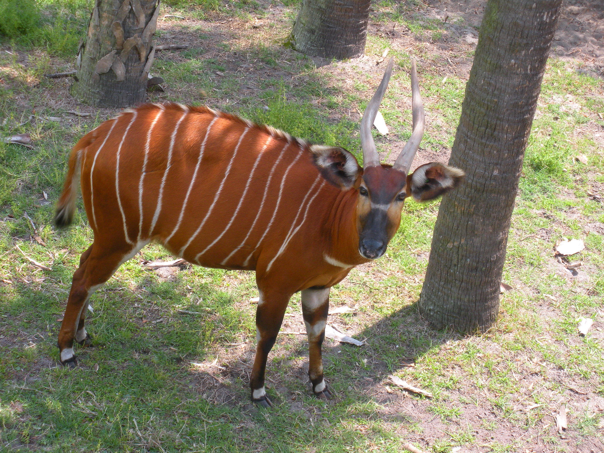 Definitive Guide To Mountain Bongo Facts, Habitat, Conservation Status ...