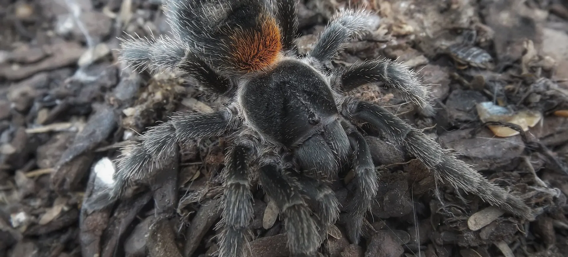 Dwarf Chilean Flame Tarantula