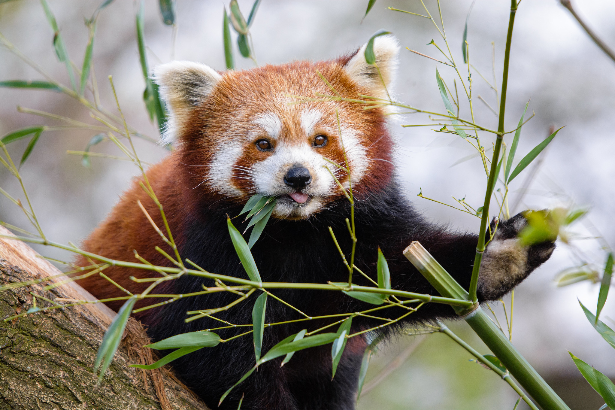 Definitive Guide To Himalayan Red Panda Facts, Habitat, Conservation ...