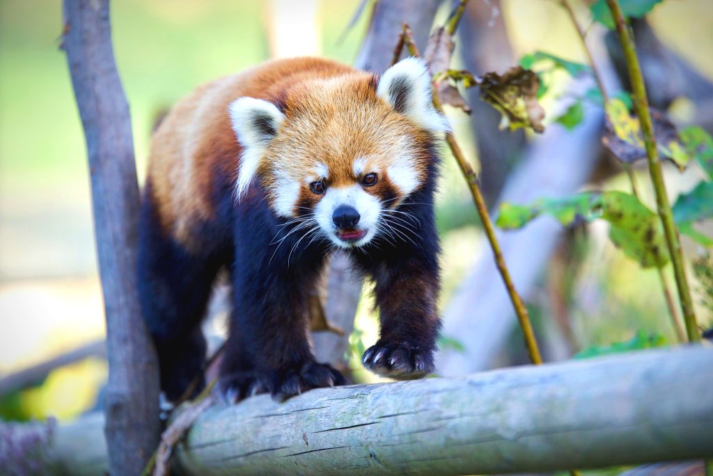 chinese red panda
