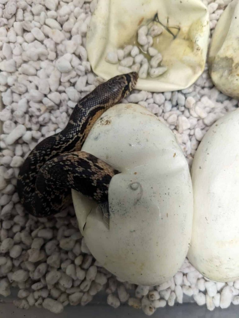 Image showcasing Phoenix Zoo Welcomes 5 LA Pine Snake Hatchlings - Zoos - USA - Arizona ...