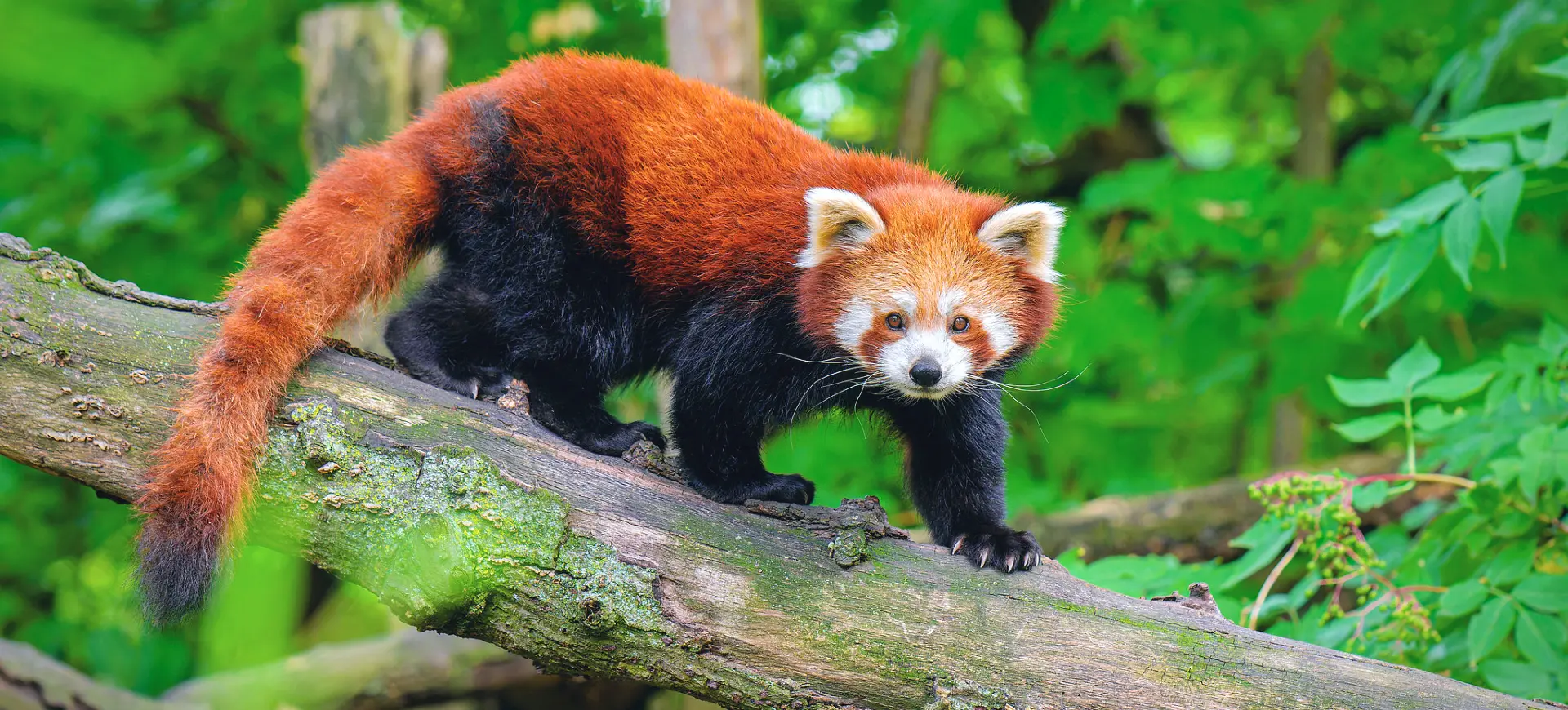 Himalayan Red Panda