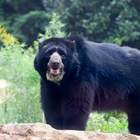 Male Andean Bear Arrives - Zoo Guide