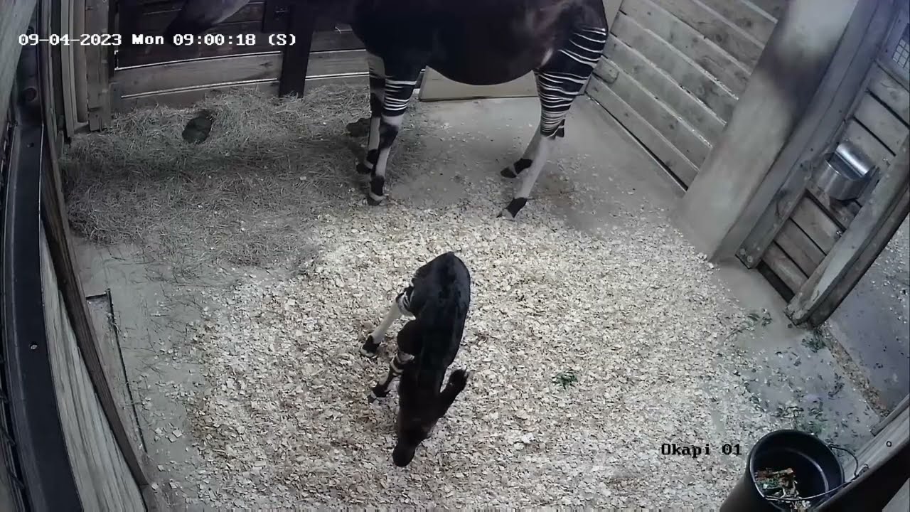 San Antonio Zoo Welcomes Baby Okapi - Zoos - USA - Texas - San Antonio ...