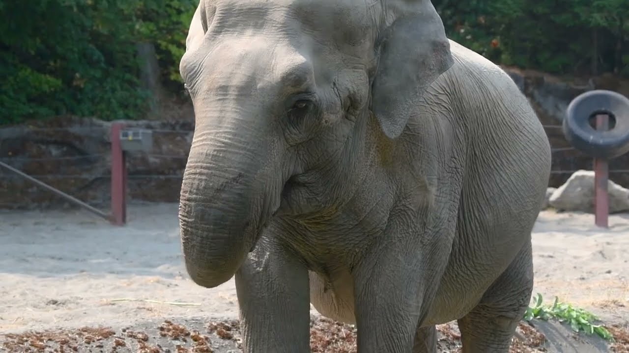 Happy 59th Birthday To Suki! - Point Defiance Zoo & Aquarium Zoo Guide