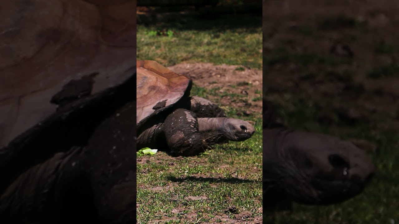 Did You Know Aldabra Tortoises Are The 2nd Largest Tortoise On Earth ...