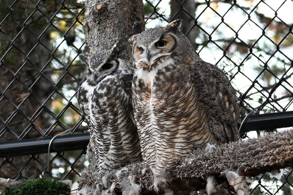 A Raptor From Raptors Reintroduced To Habitat! Animal Keepers Ready... - Grizzly And ...