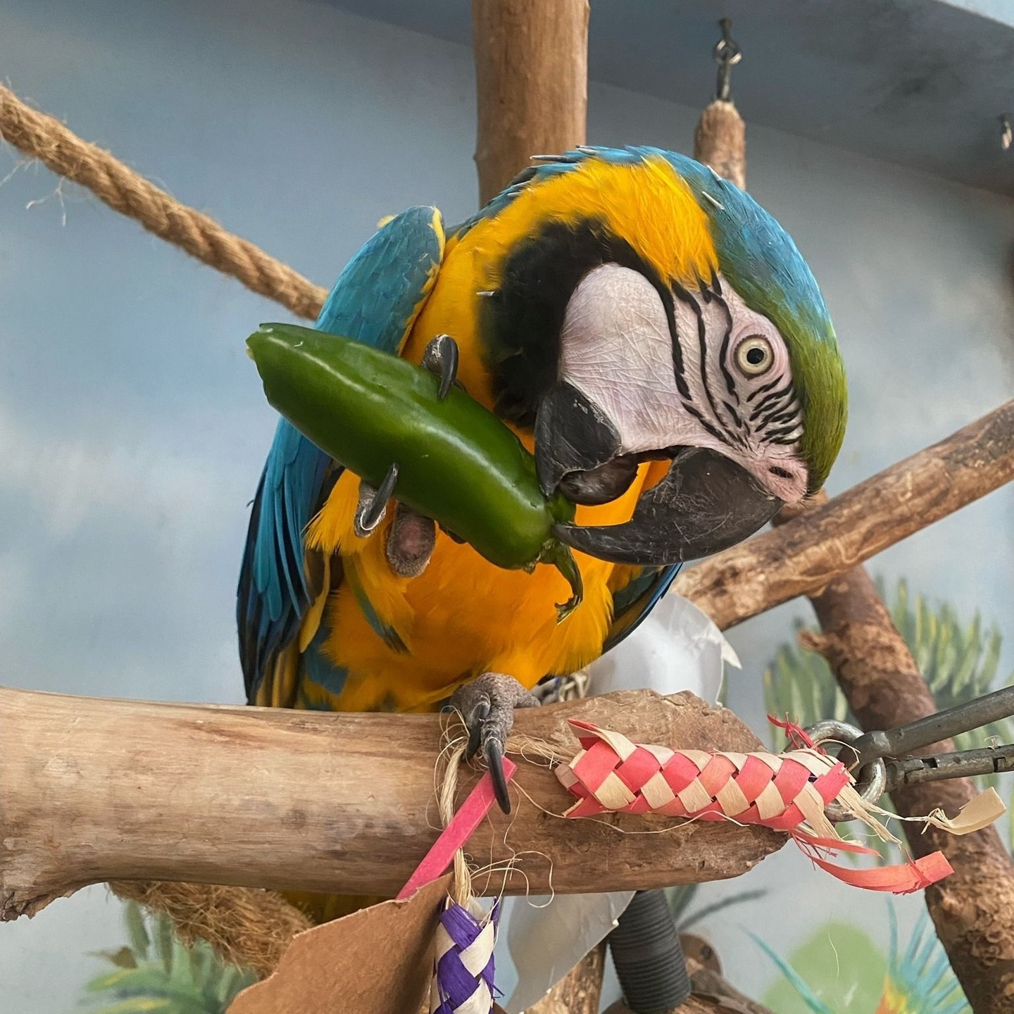 World Parrot Day Discover more about amazing birds living among us