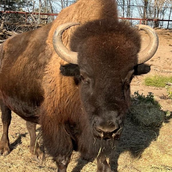 July National Bison Month