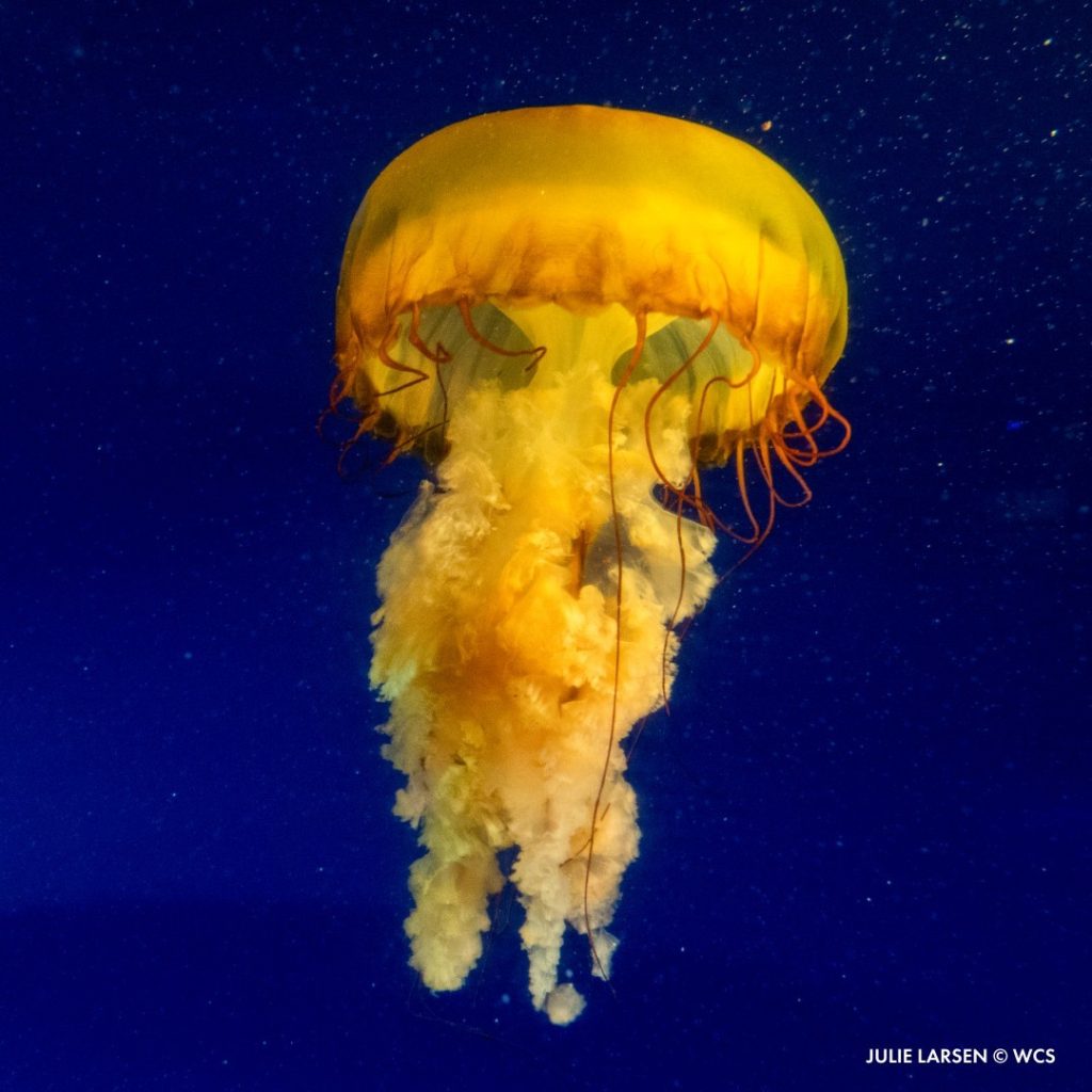july 4th new york aquarium tickets