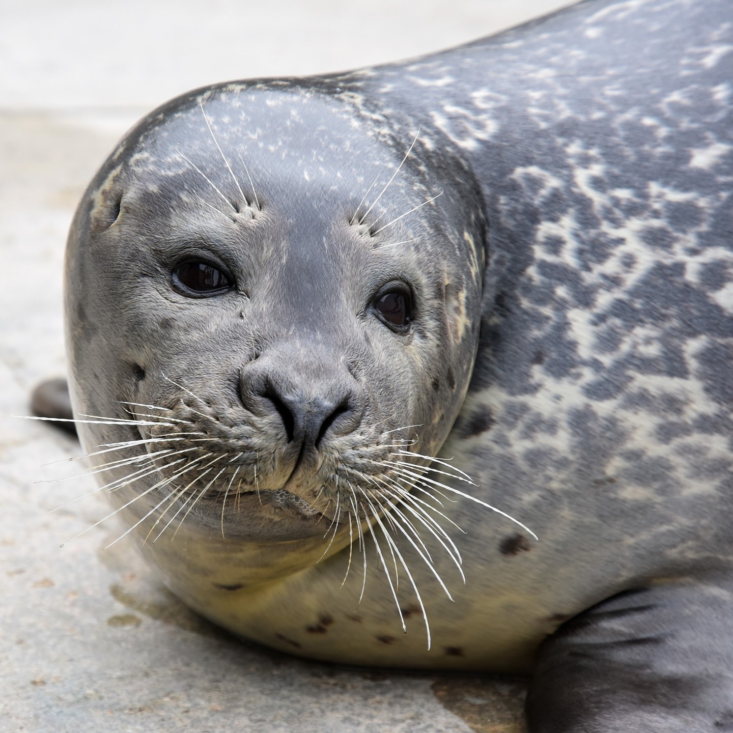 Seals' Up-Close Encounter: Get Personal with a Harbor Seal - Zoo Guide