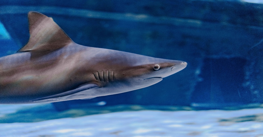 Sandbar Shark's Behavior During Shark Week - Ripley's Aquarium Myrtle ...