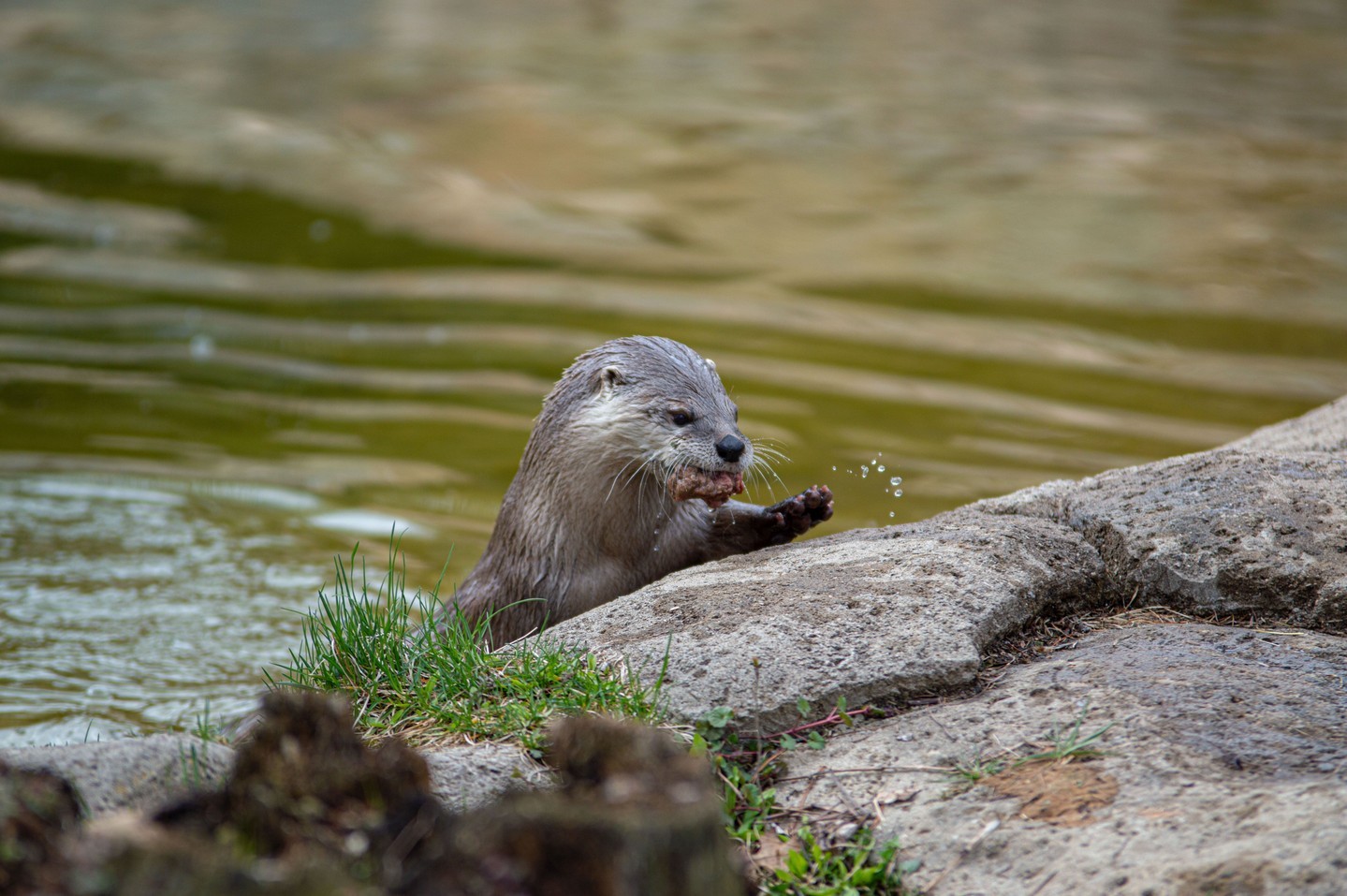 Limited Tickets Remaining for Otter Feeding Experience in August! - Zoo ...