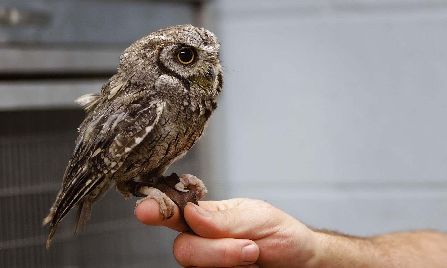 Did You Know? The Zoo Supports 5 Owl Species At The Bird House! - Saint 