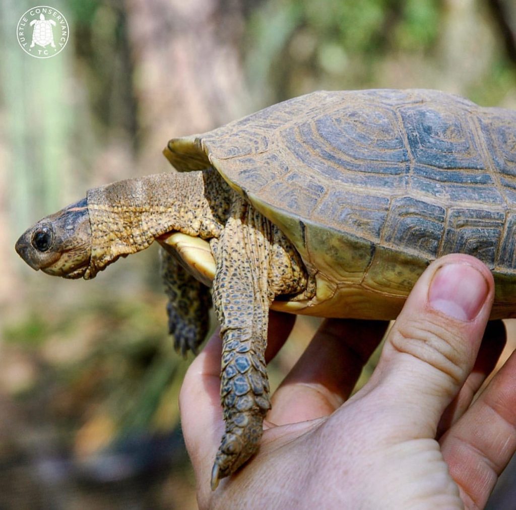 Beautiful Furrowed Wood Turtle: Rhinoclemmys Areolata In Action ...