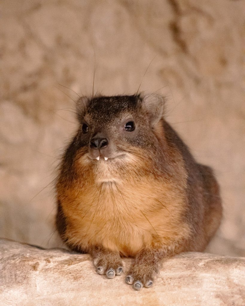 Happy! Did You Know That Rock Hyraxes' Closest Living Relatives Are ...