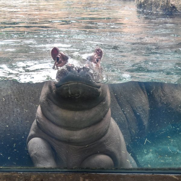 Fritz In The Window: Our Favorite Sight! - Zoos - USA - New York ...