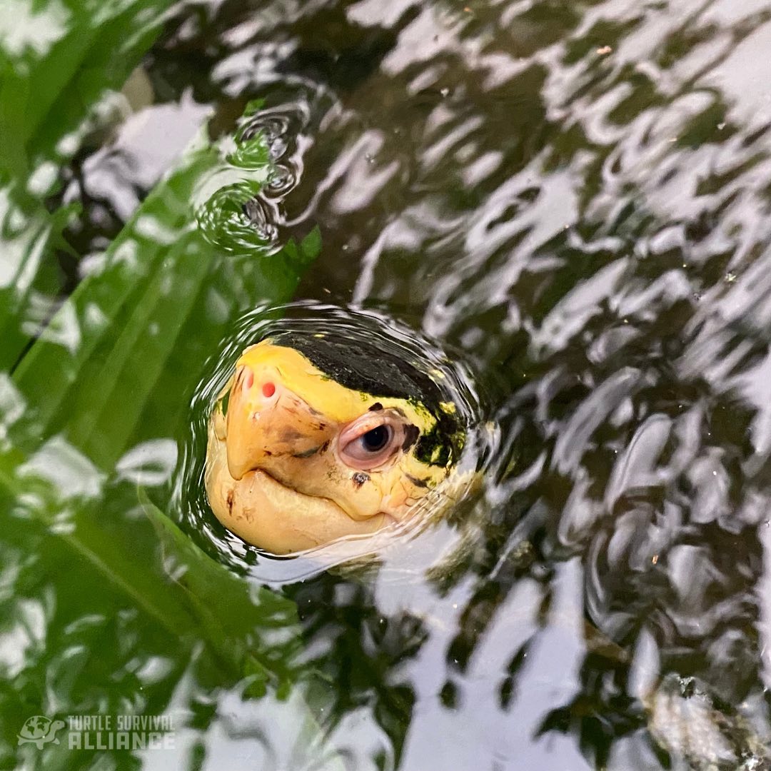 Saying Hi by Peeking into Your Feed: Sulawesi Forest Turtle ...