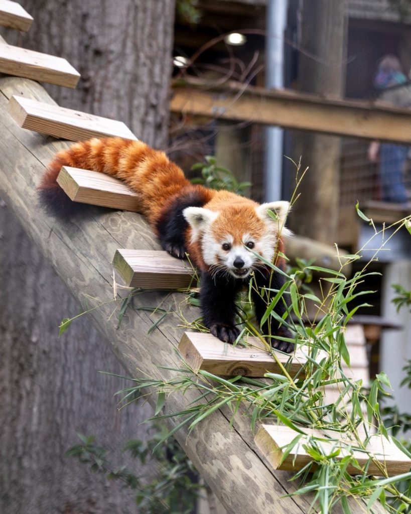 Fall Welcomes New Visitor Opportunities At The Virginia Zoo! - Zoos ...