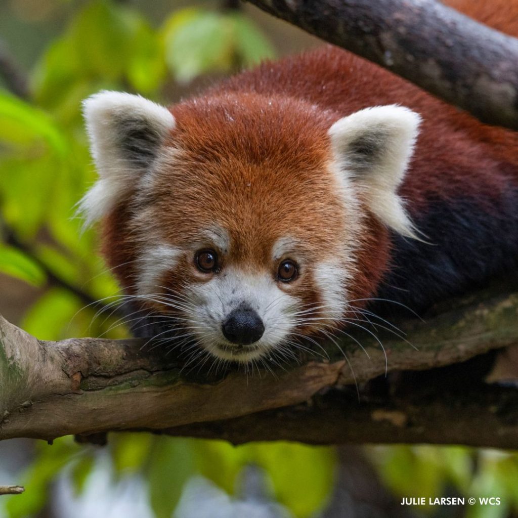 Today: International Red Panda Day! - Charles Paddock Zoo Zoo Guide