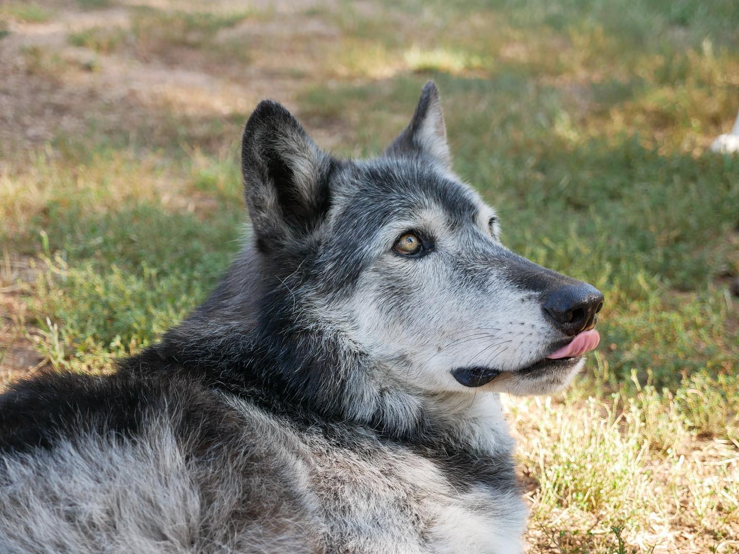 Happy TOT: Open Tuesdays All Year! - Colorado Wolf & Wildlife Center ...