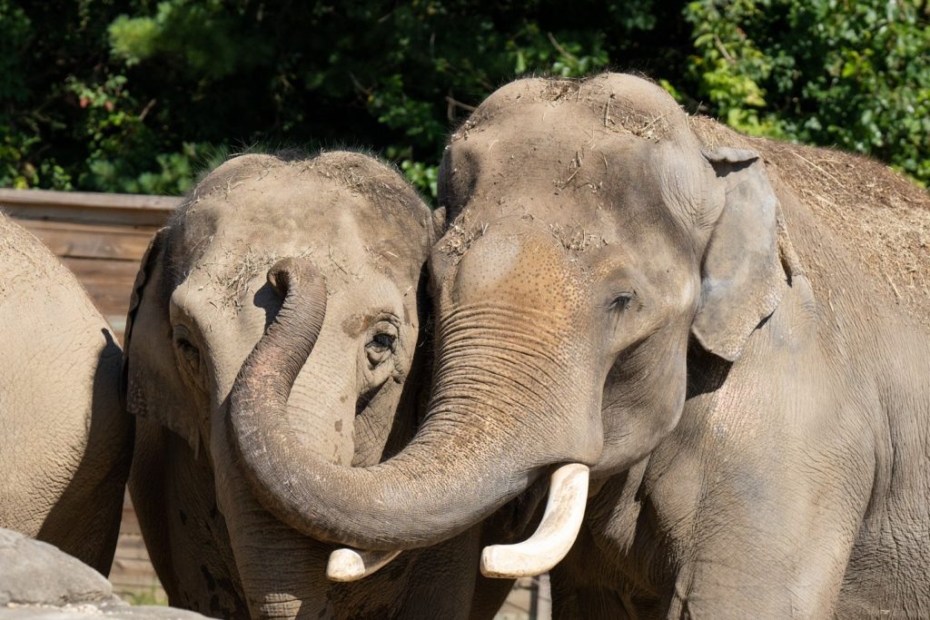 Elephants' Communication: How Do Asian Elephants Connect? - Zoo Guide