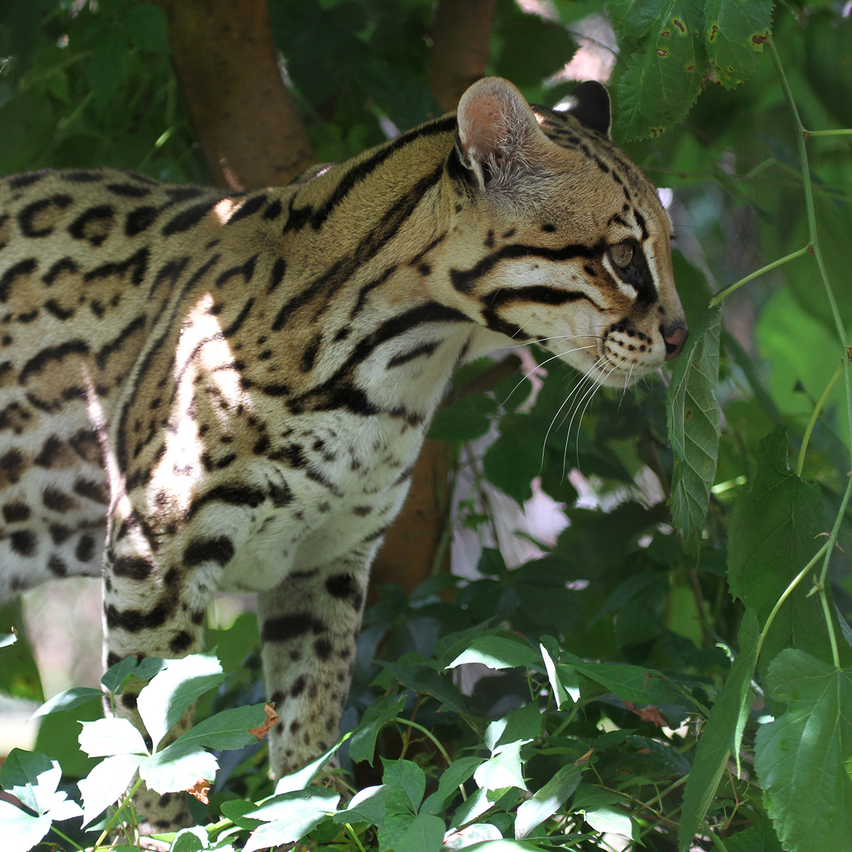 Ocelots: Active Ambush Hunters, Resting in Trees or Dense Areas at ...