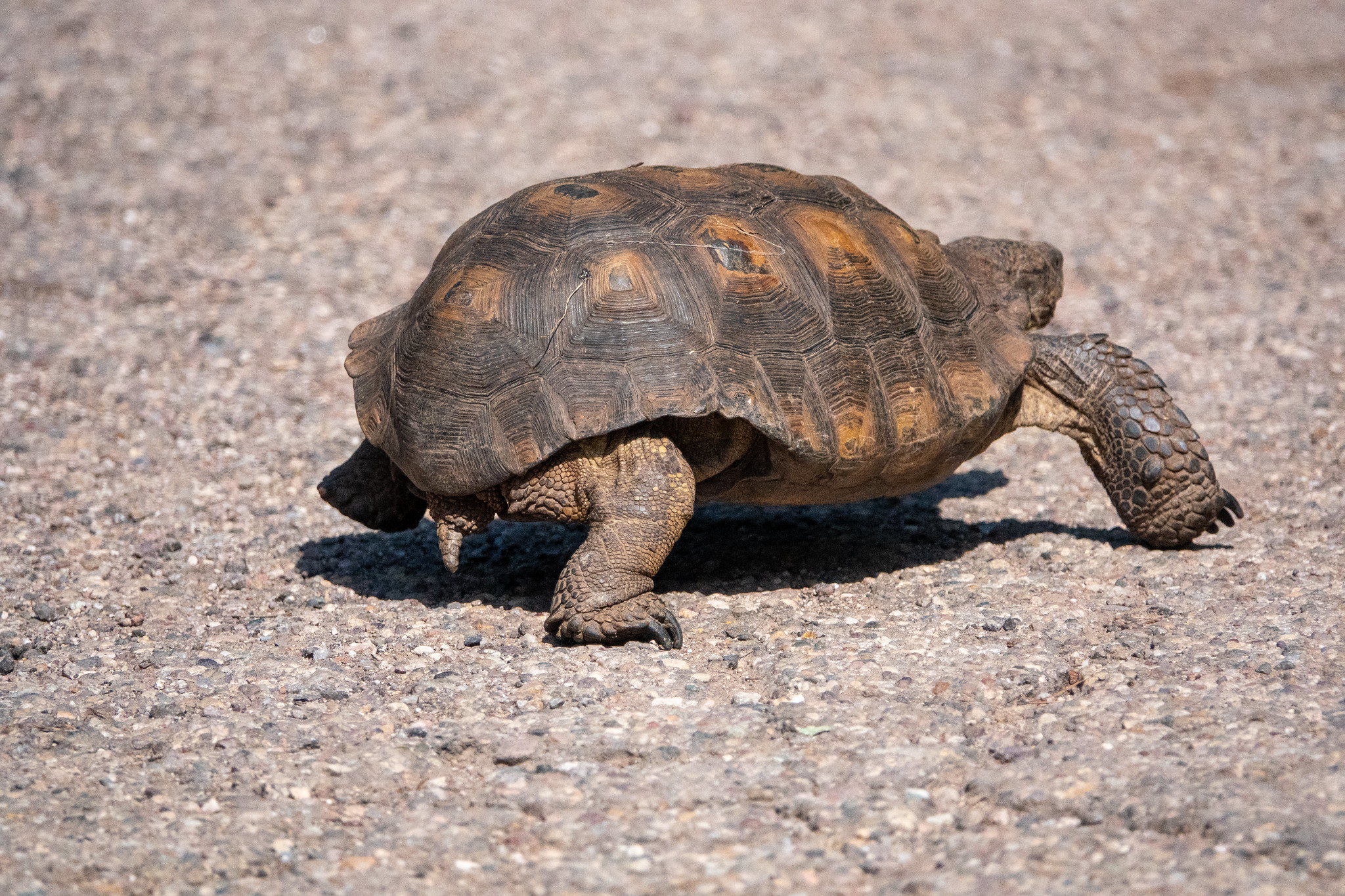 Definitive Guide To Sonoran Desert Tortoise Facts, Habitat 