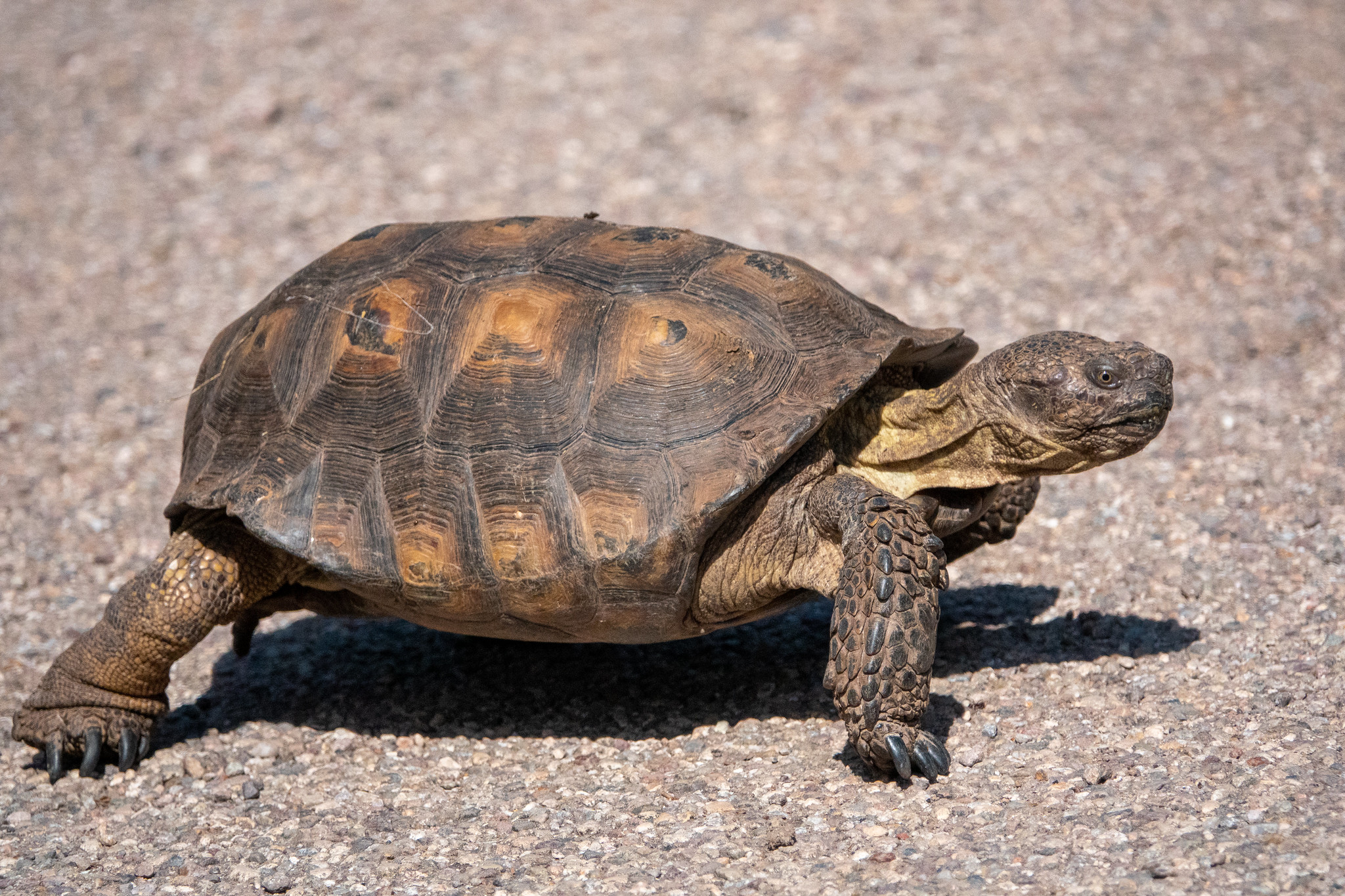 Definitive Guide To Sonoran Desert Tortoise Facts, Habitat ...