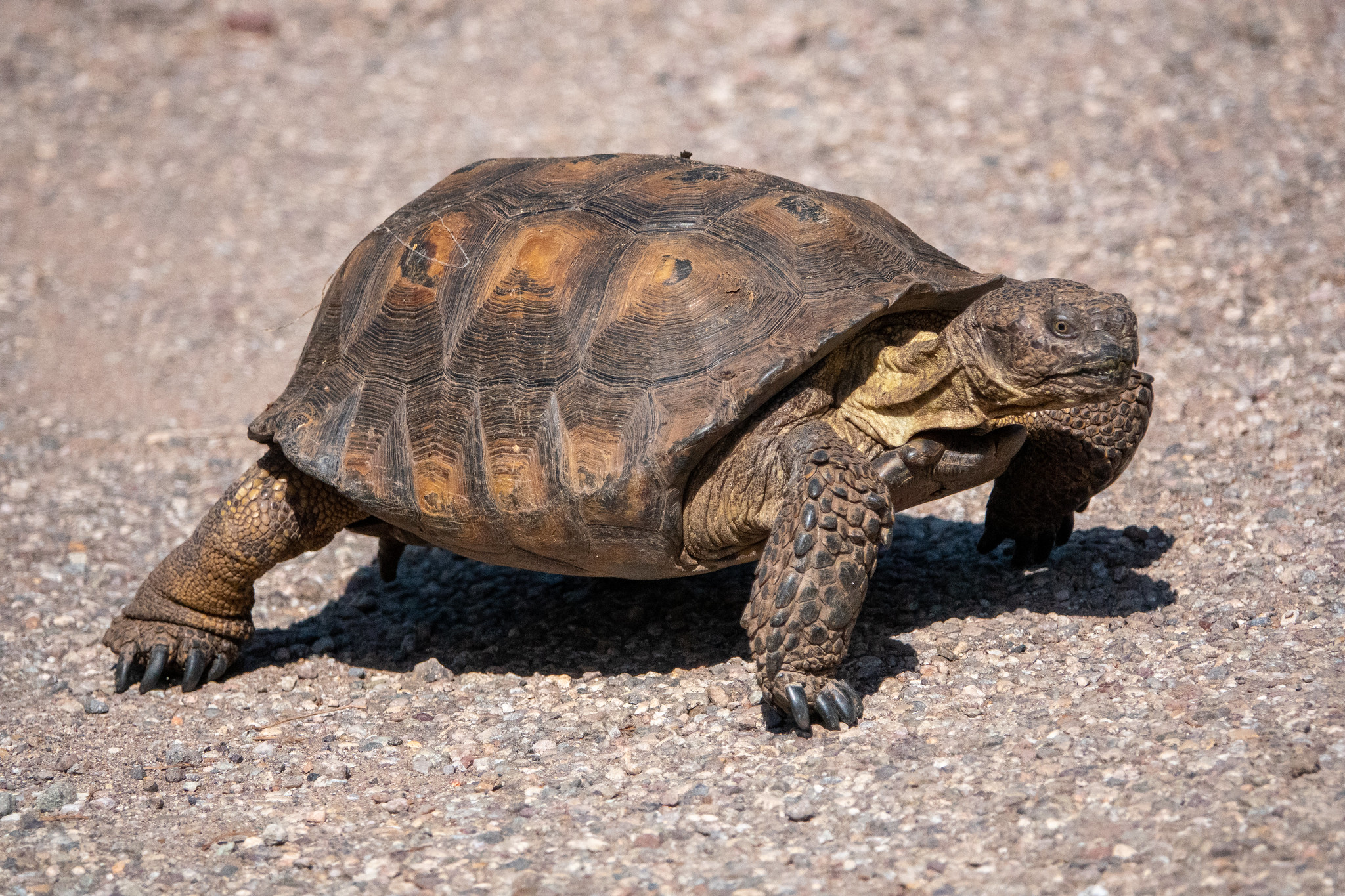 Definitive Guide To Sonoran Desert Tortoise Facts, Habitat ...