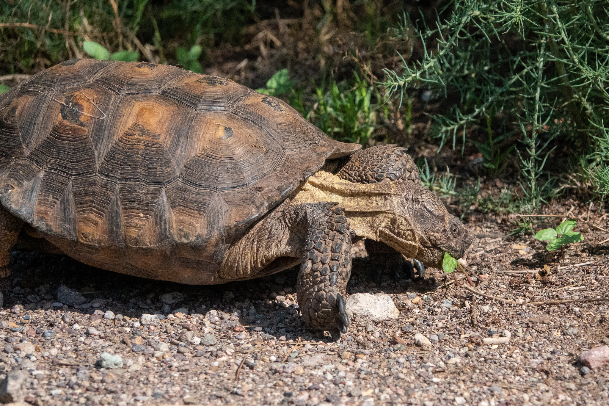 Definitive Guide To Sonoran Desert Tortoise Facts, Habitat 