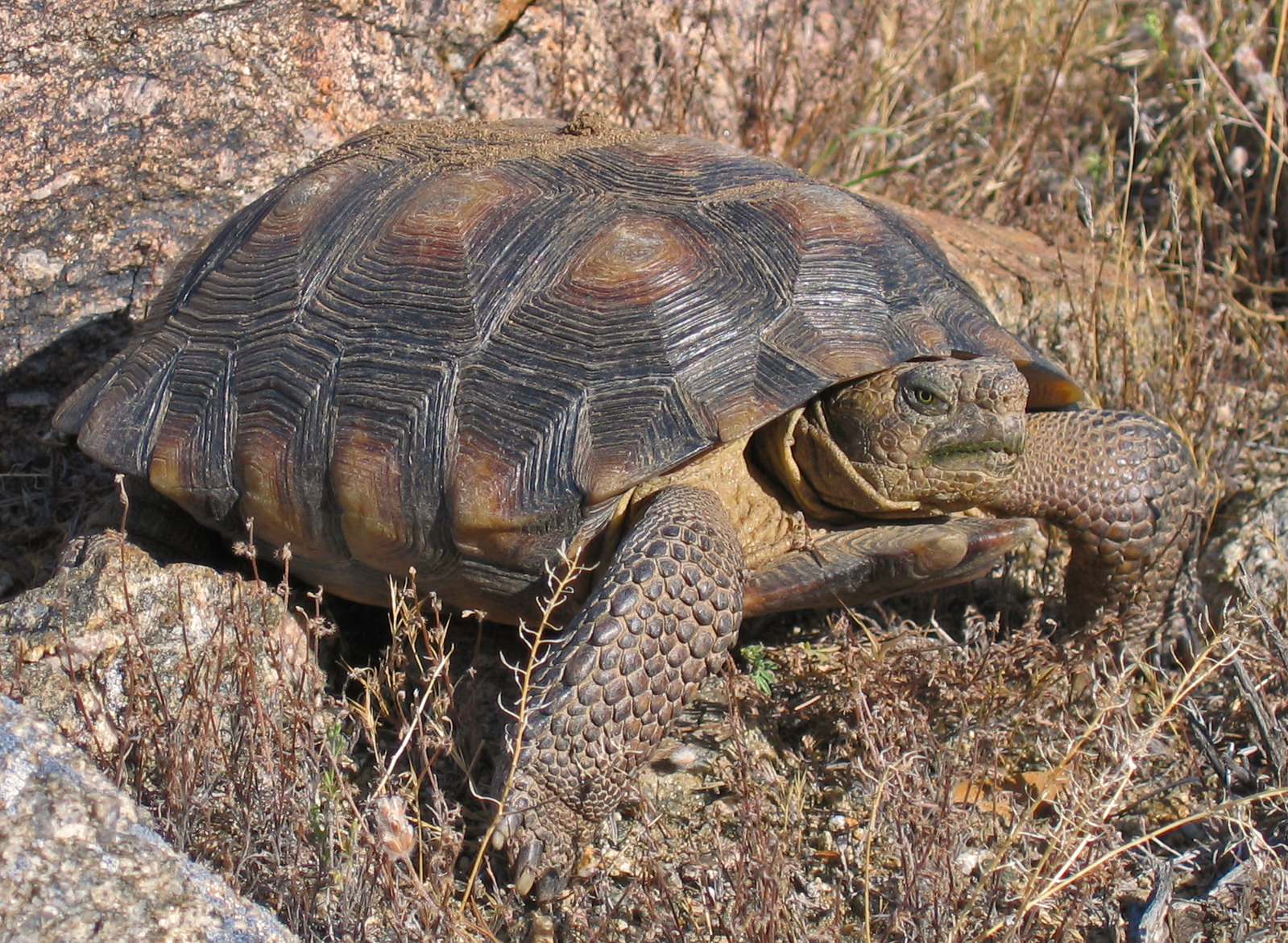 Definitive Guide To Sonoran Desert Tortoise Facts, Habitat ...