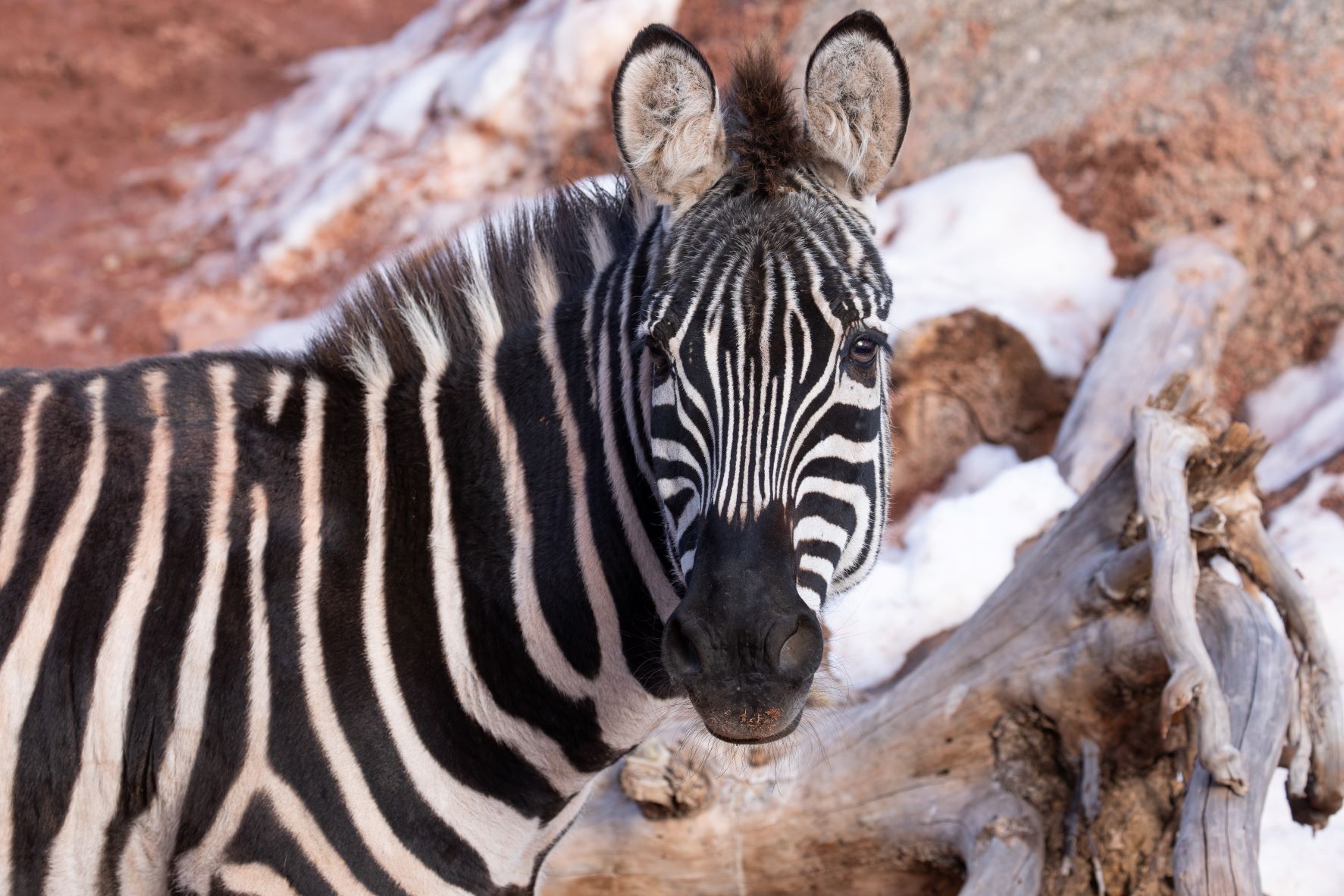 Zoo Atlanta Welcomes Wembe the Plains Zebra - Zoo Guide