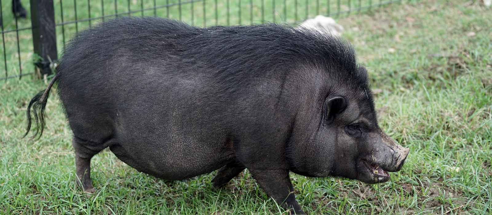 Definitive Guide To Vietnamese Pot Bellied Pig Facts Habitat