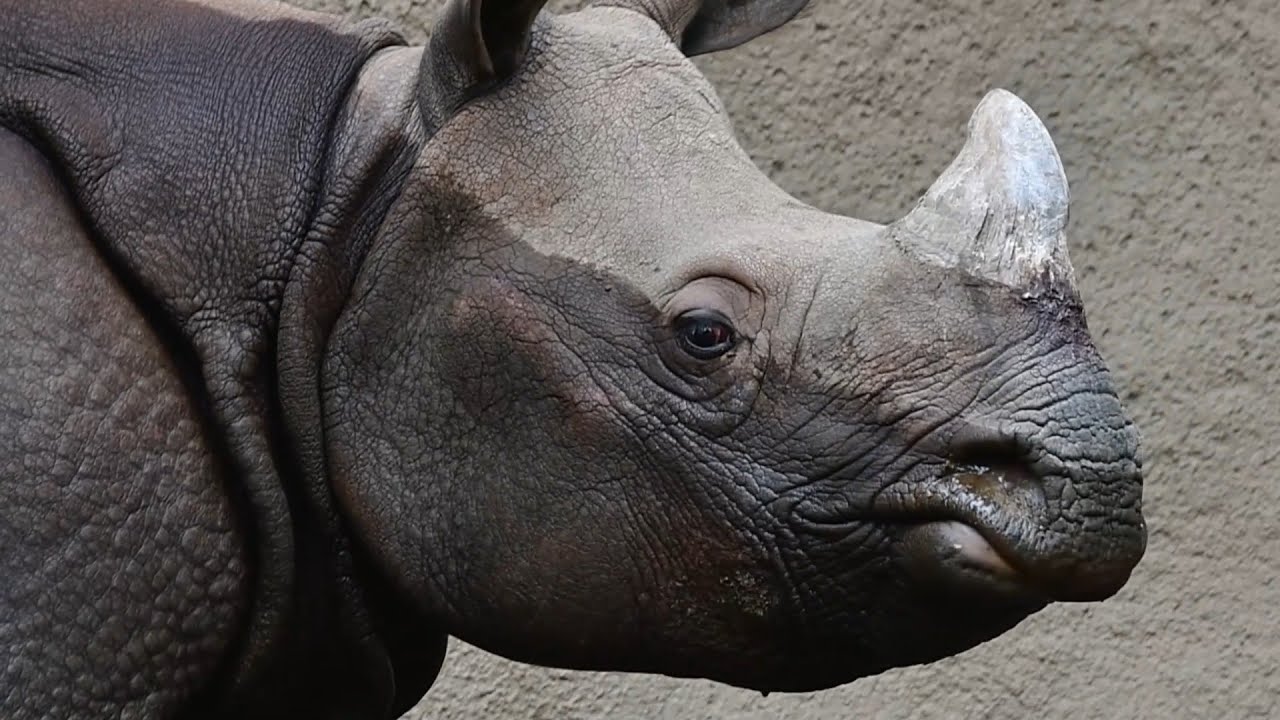 Introducing Marshall, the Rhino - Zoo Guide