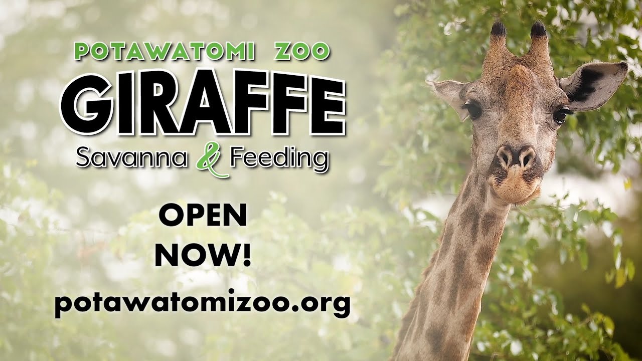 Now Playing: Potawatomi Zoo's Latest Attraction! - Zoo Guide