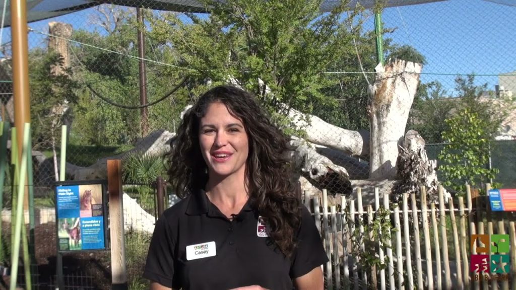 New Critically Endangered Tiger Joins ABQ BioPark Zoo - Zoos - USA ...