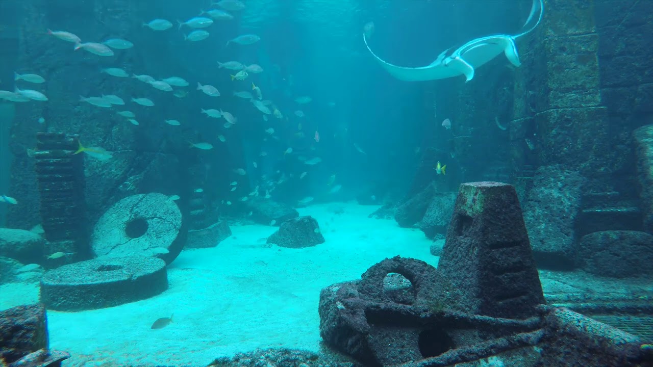 Explore The Dig: Atlantis Bahamas - Zoos - Bahamas Zoo Guide