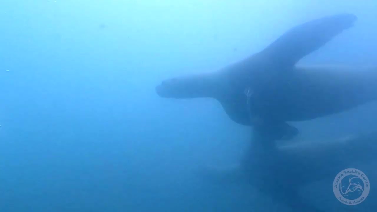 Steller Sea Lions Interact With Divers In Resurrection Bay - Zoos - USA